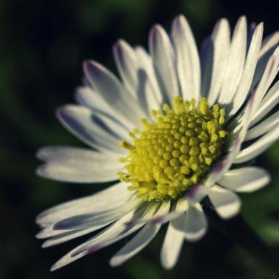 Blumen und Blüten - 2012