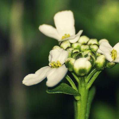 Blumen und Blüten - 2011